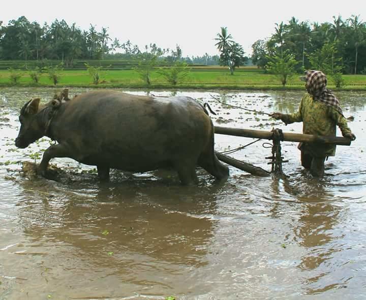 แฮร์ริส ไอเจน เครเตอร์ โฮมสเตย์ Tamansuruh ภายนอก รูปภาพ